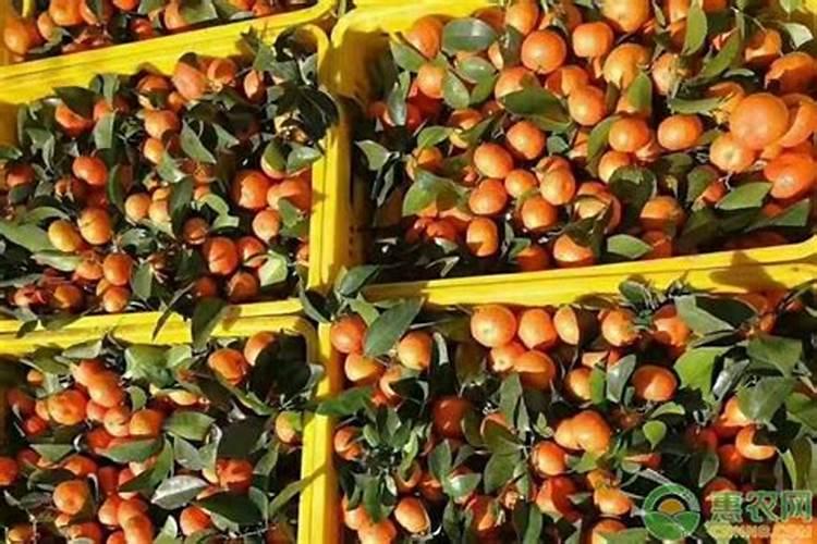 牡丹在开花的时候可以施肥吗