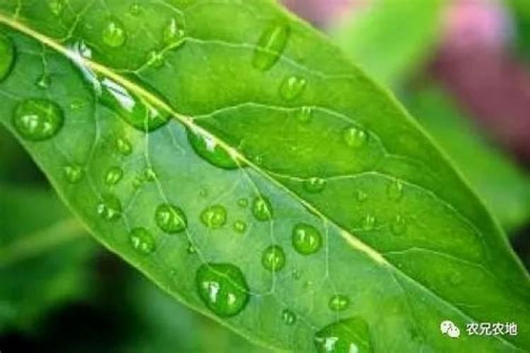 “ 宇花灵 ”有这个农药吗？