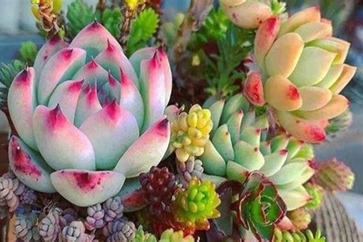 多肉施什么肥最好 适合用什么肥料