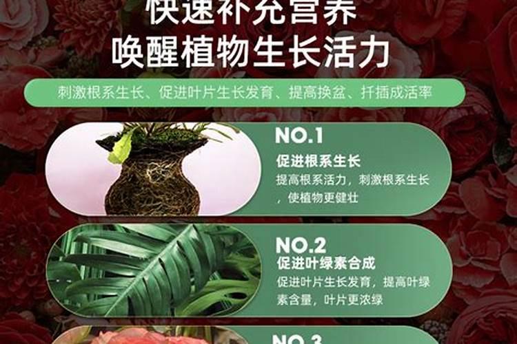 盆栽蛋黄果怎么种(盆栽蛋黄果种植指南,轻松在家种出美味果实)