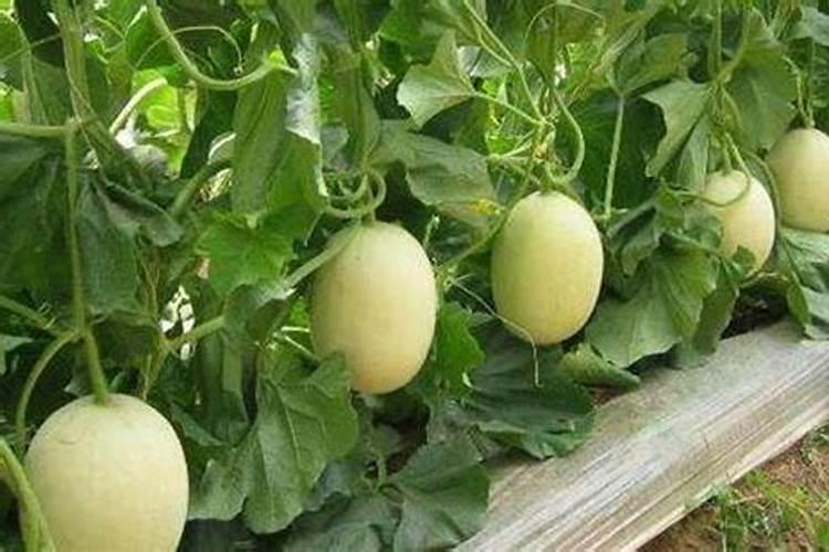 甜瓜打什么叶面肥最好？甜瓜施肥时间及方法？