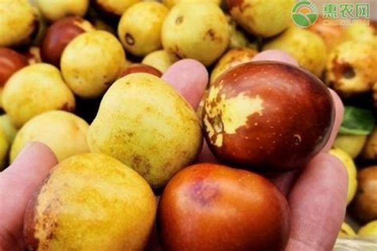 冬枣用什么肥料果实更甜 施肥方法有哪些