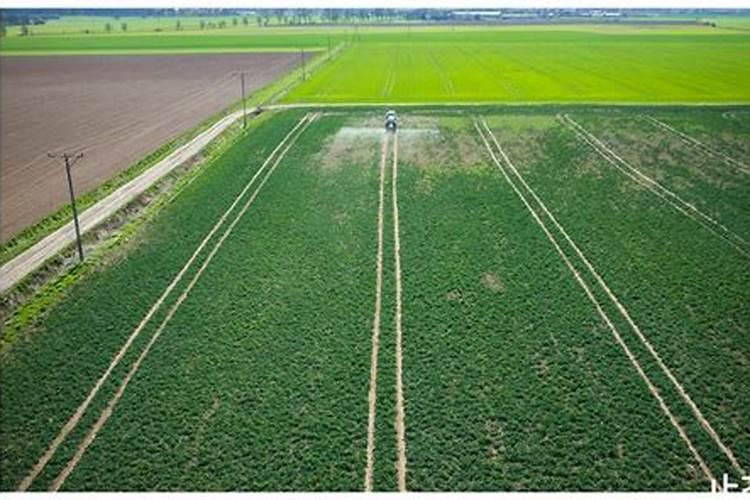 种花生必须要施肥么？