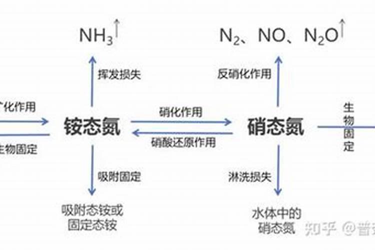 脾氨肽冻干粉的作用
