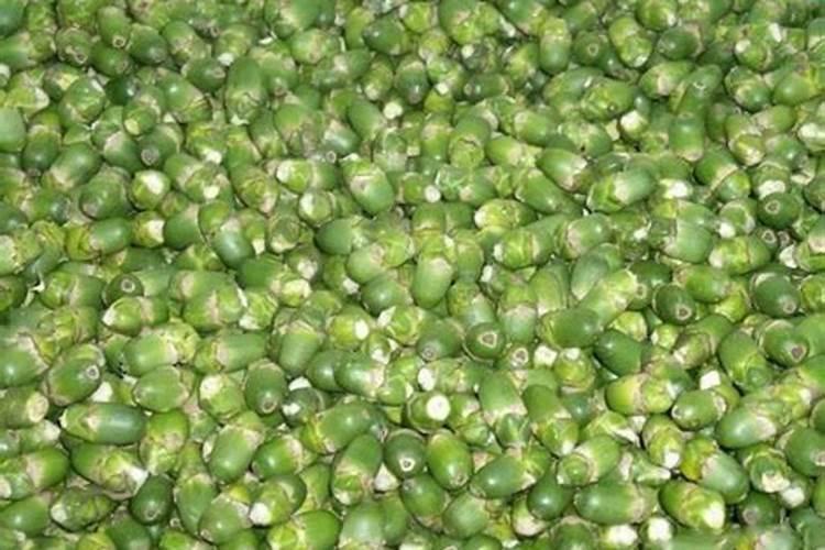 槟榔树最怕三个肥料