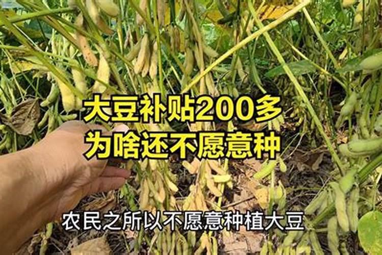 大豆施肥,什么肥料最好？