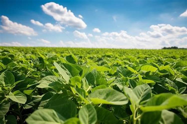 种植一亩大豆要用多少肥料