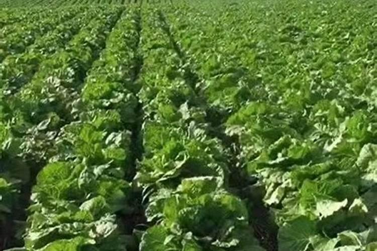 颗粒水溶肥一亩地用多少