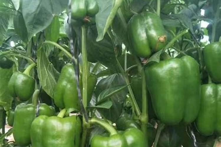 辣椒挂果期追肥用什么肥料好？辣椒结果期施肥用什么肥料？