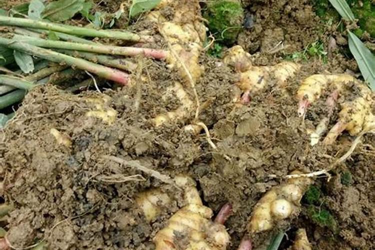 生姜第一次追肥追什么肥好