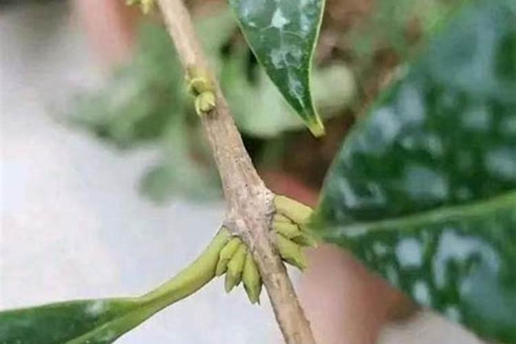 高粱最忌三种肥料