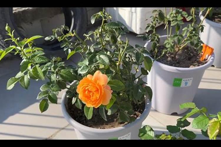 月季施什么肥开花最好