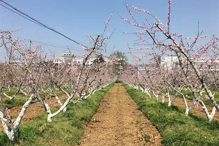 桃树该怎样施肥？