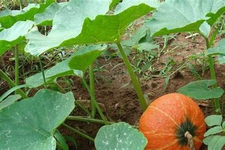 南瓜需要施什么肥