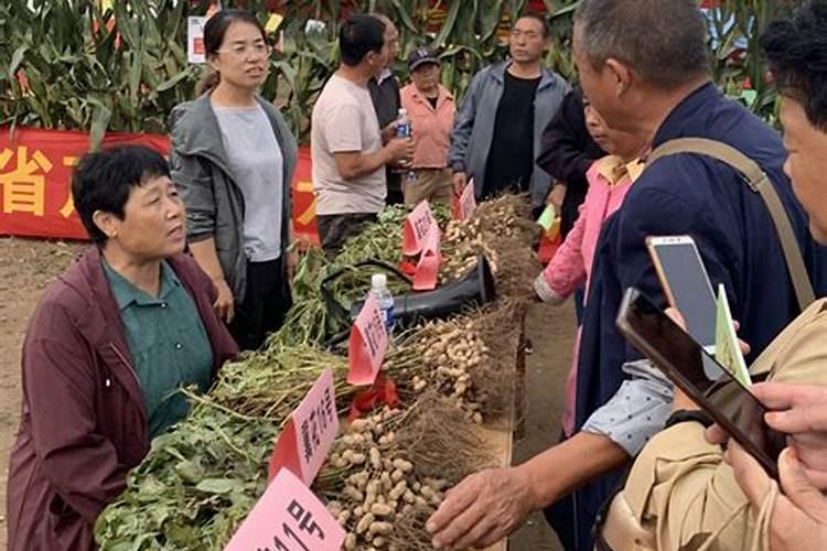 红薯打什么药高产