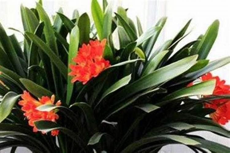 君子兰能浇磷酸二氢钾吗？