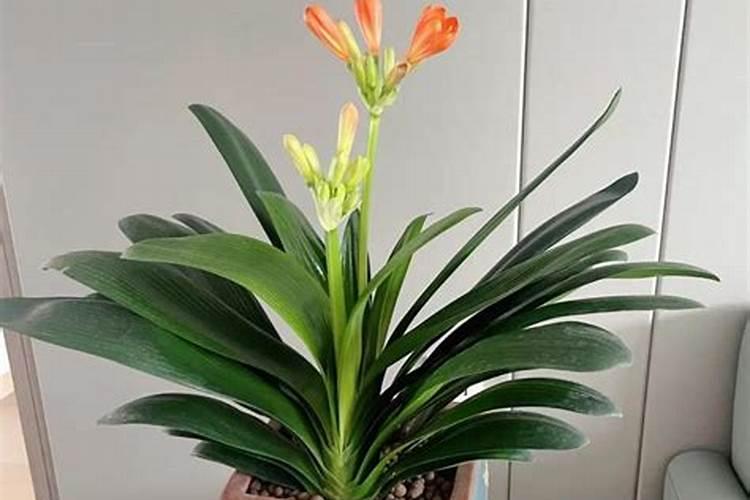 专治盐碱地的化肥