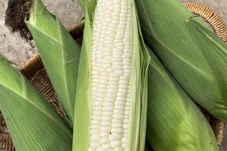 施可丰玉米专用肥价格表