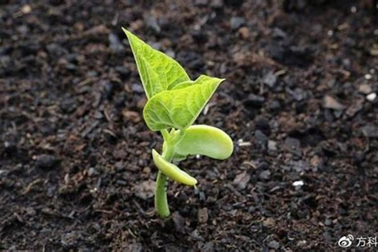 氮肥钾肥磷肥的作用