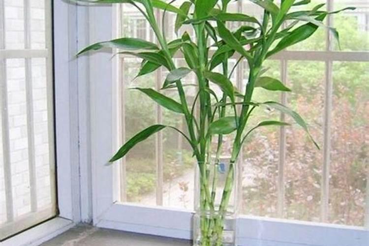 芒果促花保果防晒用哪些肥料好？芒果抗病增产增收使用的肥料？