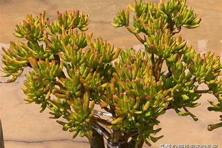 水溶肥什么时候用效果好