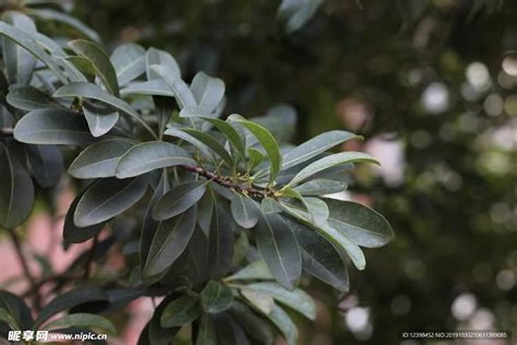 有机肥种花什么牌子好
