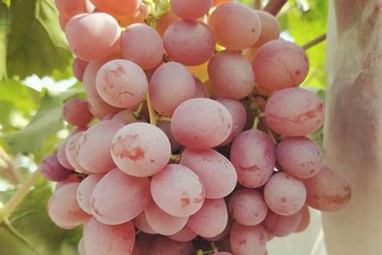 葡萄叶子卷怎么处理 葡萄叶子卷如何处理