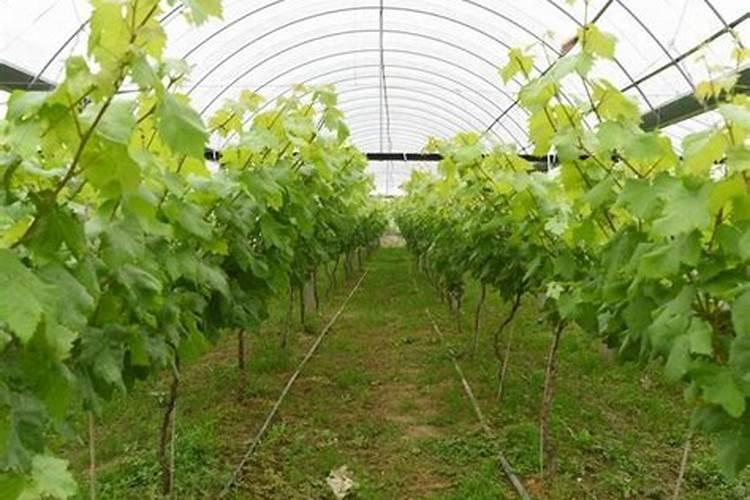 第一年新种的葡萄苗该施什么肥料