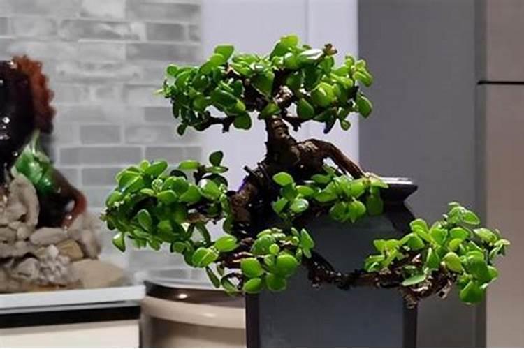 茶叶可以做花土吗