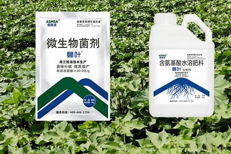 一亩大棚西红柿一年利润