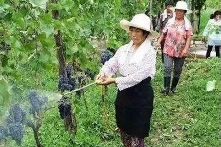 什么叶面肥能使叶子快速变绿变厚？