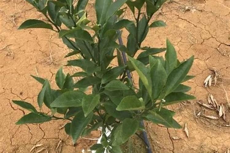 开花需要磷肥还是钾肥