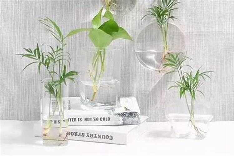 水培植物用什么肥料