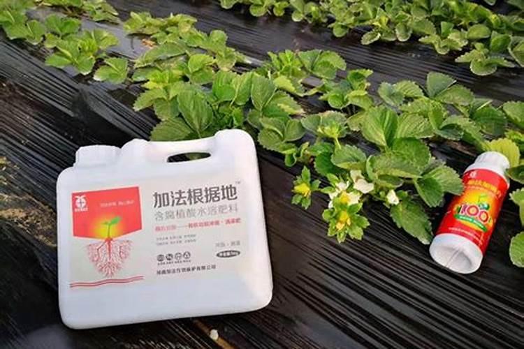 大棚草莓如何施肥才能高产