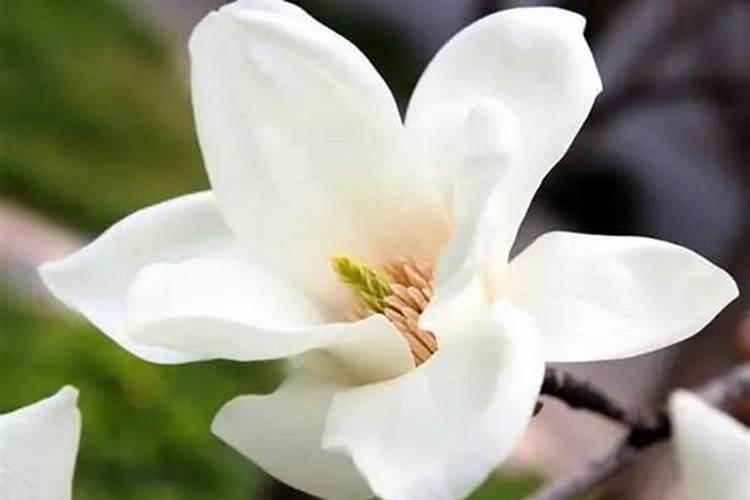 红子杆子空用什么费料