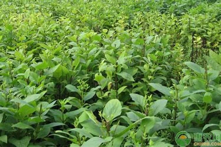 玄参种植六大注意事项介绍!