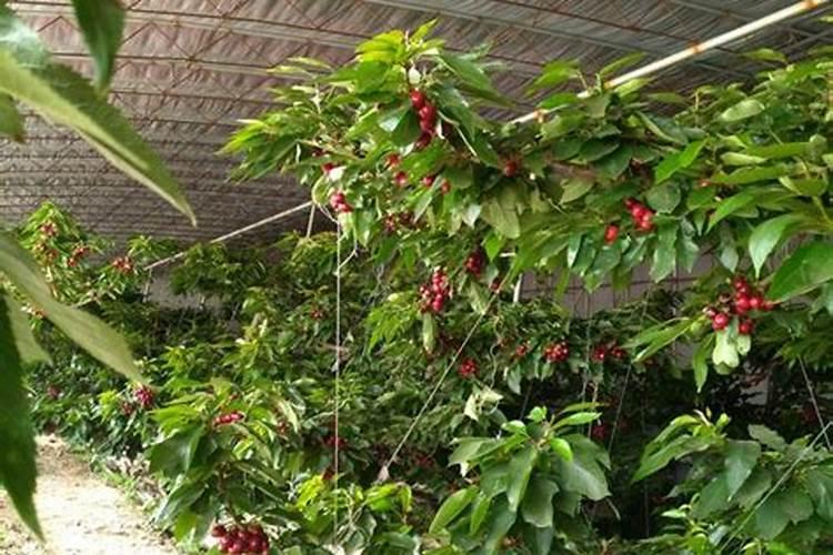 【赛必优海洋肥】樱桃红满枝,大棚好“丰”景!