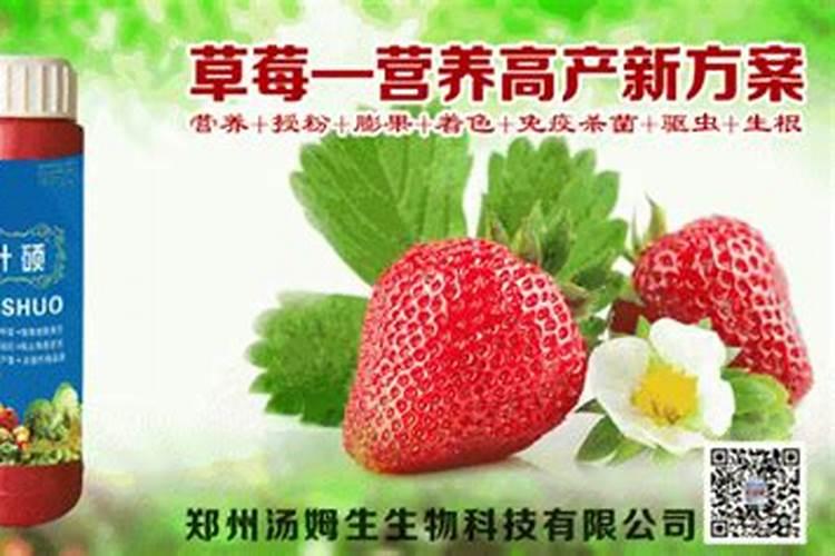 草莓结果期打什么叶面肥长的快？草莓保花保果叶面喷什么好？