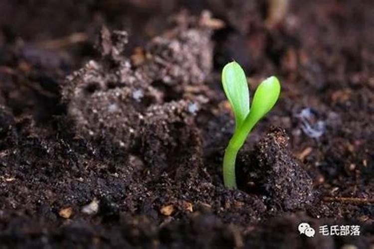 叶面肥使用误区？如何使用叶面肥取得更好的效果？