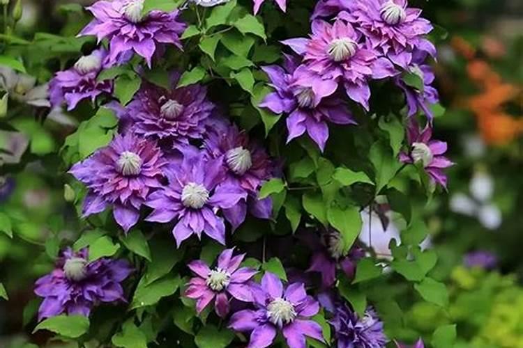 有机肥种植西瓜怎样施肥