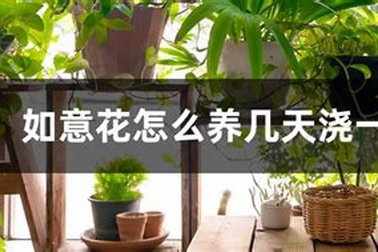 如意花施什么肥最好