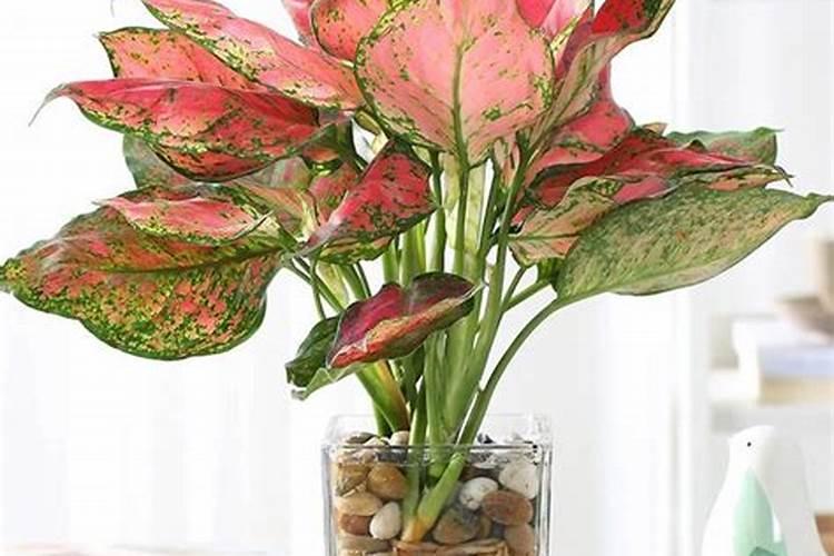 如意花最好的肥料是什么？