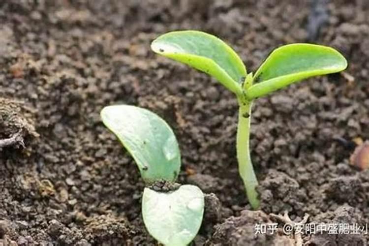 百香果浇什么肥料