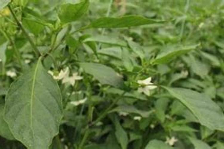 辣椒膨果期如何施肥？辣椒使用什么叶面肥好