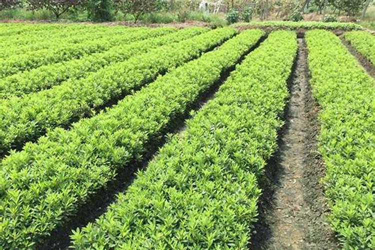 现在季节杜鹃花会开花吗？