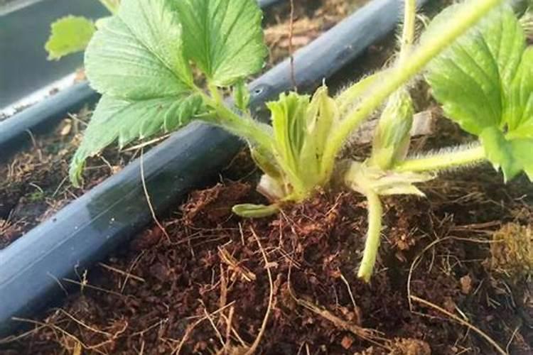 水溶肥料怎么使用