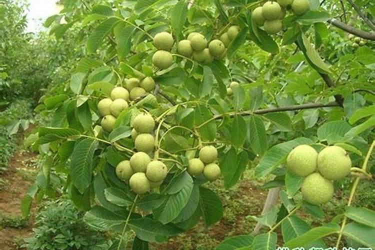 核桃树栽后第一年施肥技术