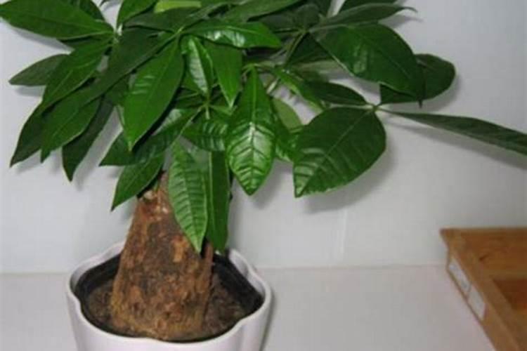 盆栽植物金苹果长歪了,怎么办？