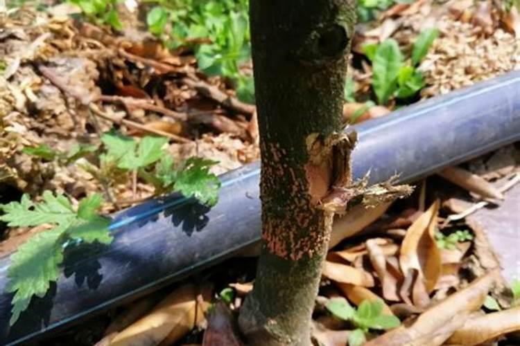 矿源黄腐酸钾的使用效果如何？