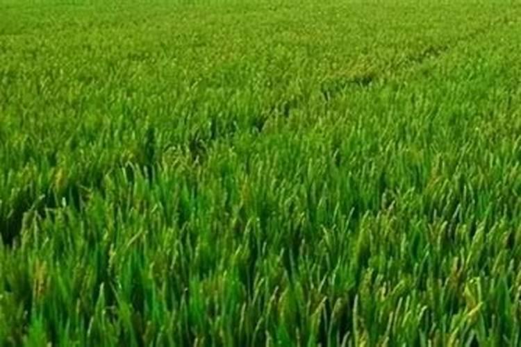 种植水稻用什么肥料好